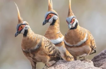 Geophaps plumifera (Spinifex pigeon)