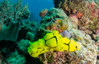 How To Do The Great Barrier Reef With A Toddler In Tow