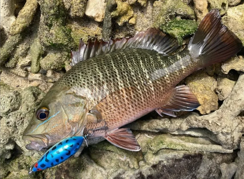 Mangrove Jack