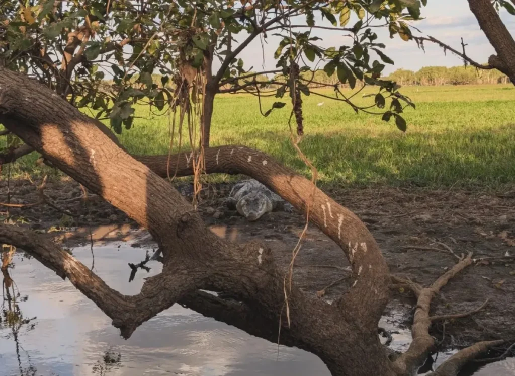 Saltwater Crocodiles